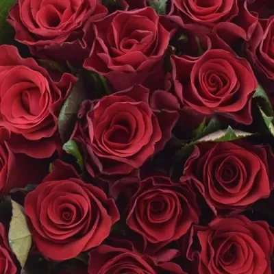 Kytice 35 malinových růží Red Tacazzi+