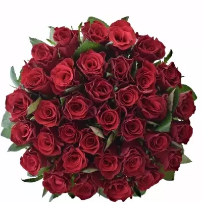Kytice 35 malinových růží Red Tacazzi+ 60cm