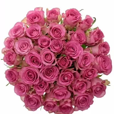 Kytice 35 růžových růží ROYAL JEWEL 50cm