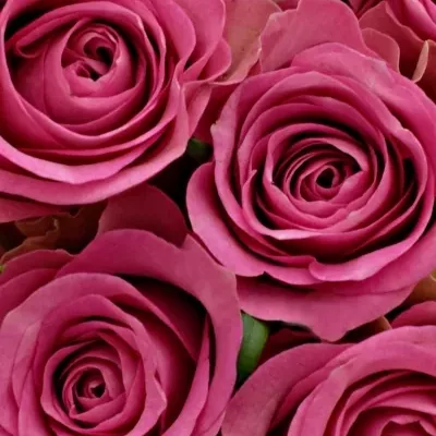 Kytice 35 malinových růží ROYAL JEWEL 50cm