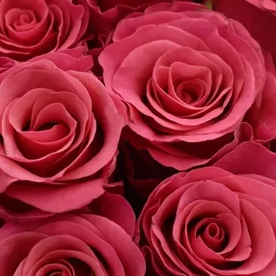 Kytice 35 malinových růží TACAZZI 60cm