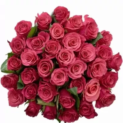 Jednodruhová kytice 35 fialových růží TACAZZI 60 cm