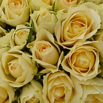 Kytice 35 meruňkových růží ANGELA 35cm