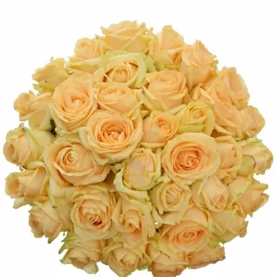 Kytice 35 meruňkových růží AVALANCHE PEACH+ 40cm