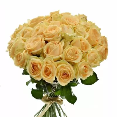 Kytice 35 meruňkových růží AVALANCHE PEACH+ 60cm