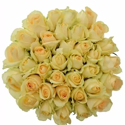 Kytice 35 meruňkových růží MAGIC AVALANCHE 60cm