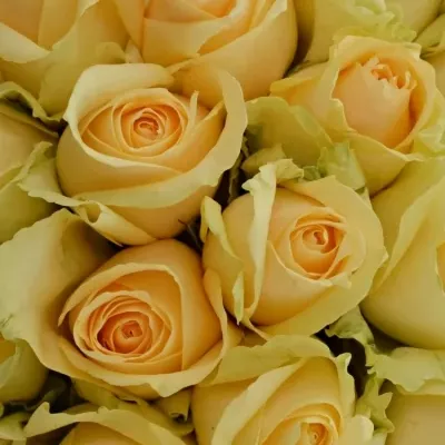 Kytice 35 meruňkových růží MAGIC AVALANCHE 40cm 