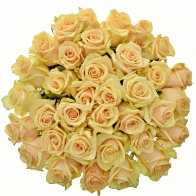 Kytice 35 meruňkových růží PEACH TACAZZI 60cm