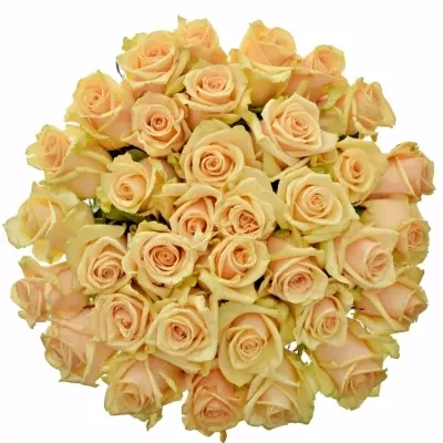 Kytice 35 meruňkových růží PRIMA DONNA 50cm