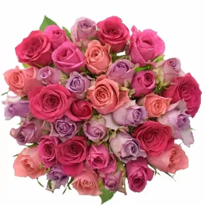 Kytice 35 míchaných růží ABERA 50cm