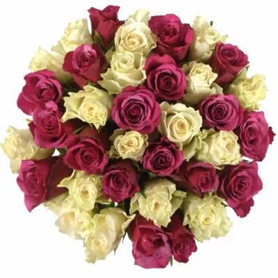 Kytice 35 vícebarevných růží CORINTHIA 60 cm