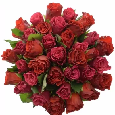 Míchaná kytice 35 vícebarevných růží DERRIE 60 cm