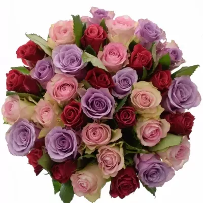 Míchaná kytice 35 vícebarevných růží DINORAH 40 cm