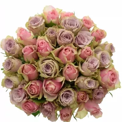 Kytice 35 vícebarevných růží IKIA 50 cm
