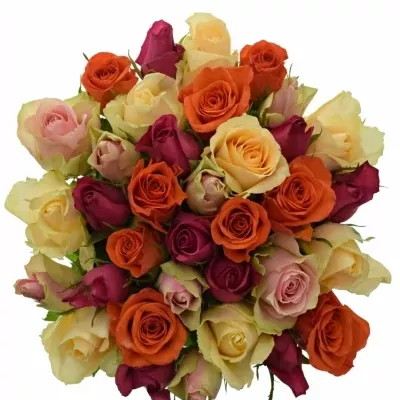 Kytice 35 vícebarevných růží KIMI MELORA 50 cm