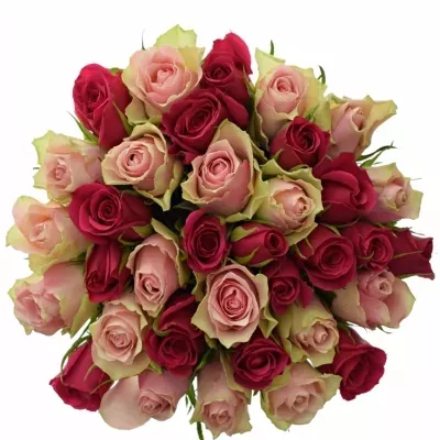 Kytice 35 míchaných růží LILA CANDRA 50cm