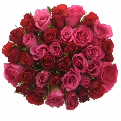 Míchaná kytice 35 vícebarevných růží GRACIANA 60 cm