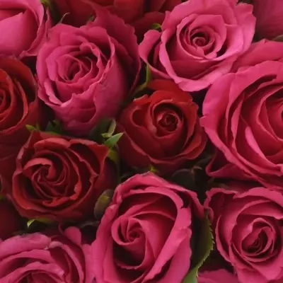 Kytice 35 míchaných růží GRACIANA 35cm