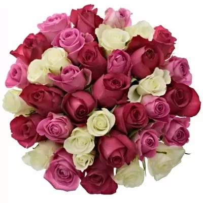 Míchaná kytice 35 vícebarevných růží PURPLE DANCE 40 cm