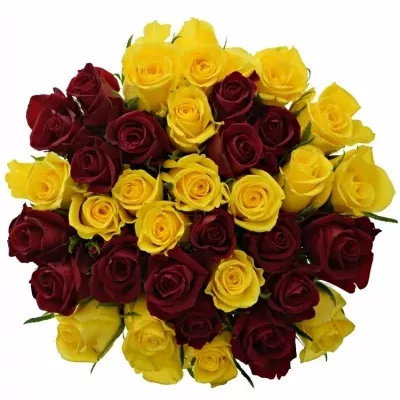 Míchaná kytice 35 vícebarevných růží RED DELTA 50 cm