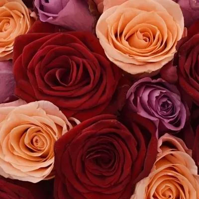 Kytice 35 míchaných růží RED LADY ORLEA 50cm