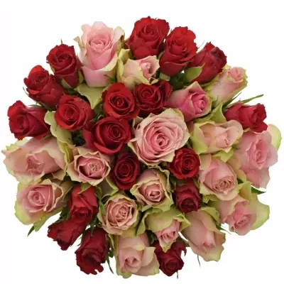 Kytice 35 míchaných růží ROSEBELLINE 60cm