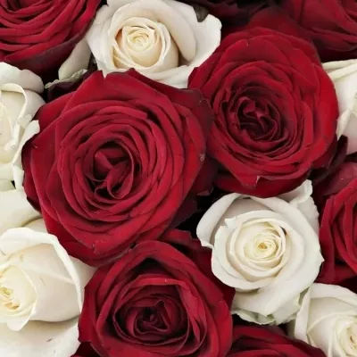 Kytice 35 míchaných růží TAMARA 90cm