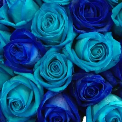 Kytice 35 modrých růží BLUE ADRIANA