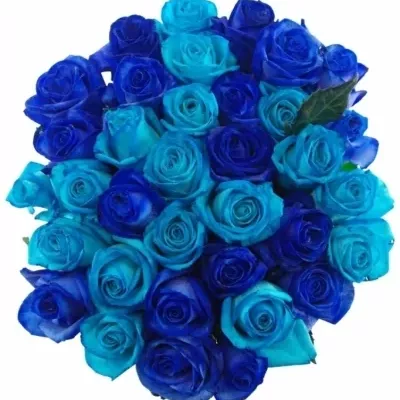 Jednodruhová kytice 35 modrých růží BLUE ADRIANA 60 cm