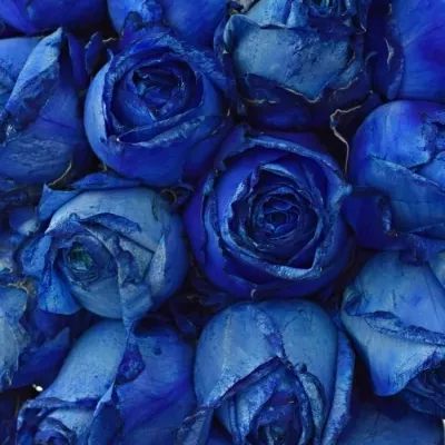 Kytice 35 modrých růží BLUE QUEEN OF AFRICA 50cm 