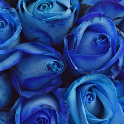 Kytice 35 modrých růží BLUE SNOWSTORM+ 40cm
