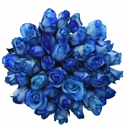 Kytice 35 modrých růží BLUE SNOWSTORM+ 80cm