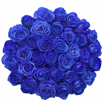 Jednodruhová kytice 35 modrých růží BLUE VENDELA 60 cm
