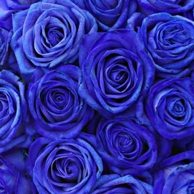 Kytice 35 modrých růží BLUE VENDELA
