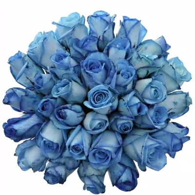 Kytice 35 modrých růží LIGHT BLUE SNOWSTORM 50cm