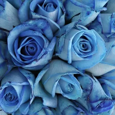 Kytice 35 modrých růží LIGHT BLUE SNOWSTORM