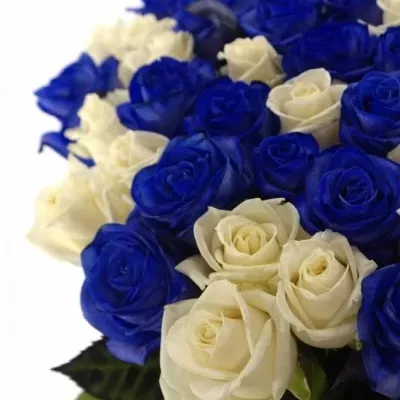 Kytice 35 modrých růží MARIANNA