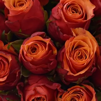 Kytice 35 oranžovočervených růží ESPANA 40cm