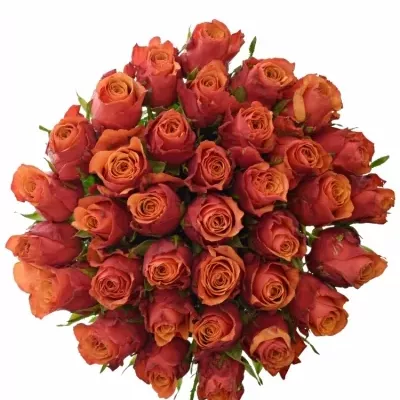 Kytice 35 oranžovočervených růží ESPANA 50cm