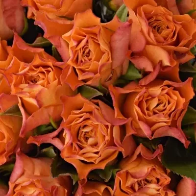 Kytice 35 oranžových růží AMINA