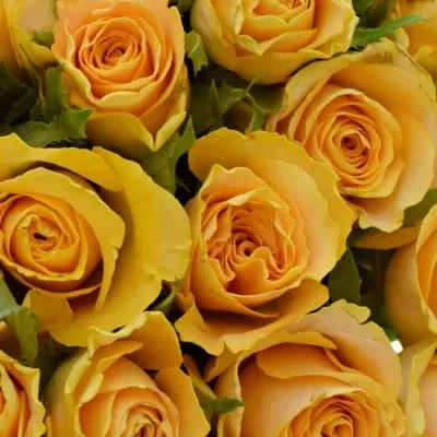 Kytice 35 oranžových růží CANDID PROPHYTA 50cm