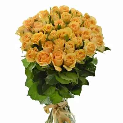 Kytice 35 oranžových růží CANDID PROPHYTA 50cm