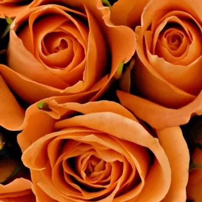 Kytice 35 oranžových růží CHELSEA 40cm