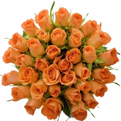 Kytice 35 oranžových růží CHELSEA 50cm