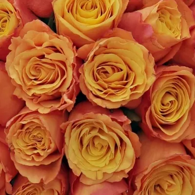 Kytice 35 oranžových růží CONFIDENTIAL 35cm