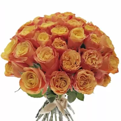 Kytice 35 oranžových růží CONFIDENTIAL 35cm