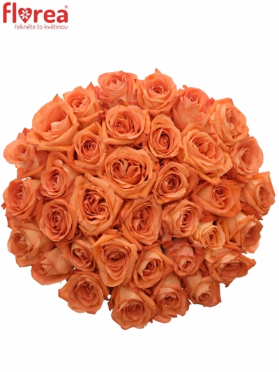 Kytice 35 oranžových růží COPACABANA 50cm