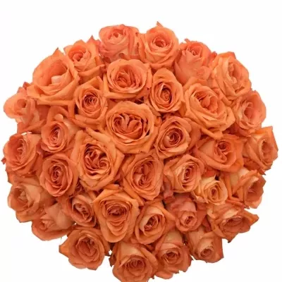 Kytice 35 oranžových růží COPACABANA 90cm