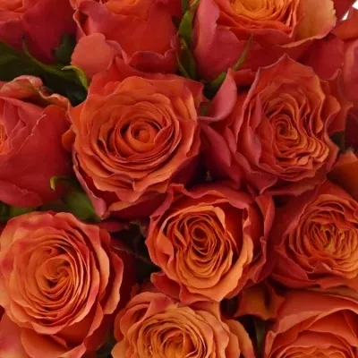 Kytice 35 oranžových růží DEVOTED
