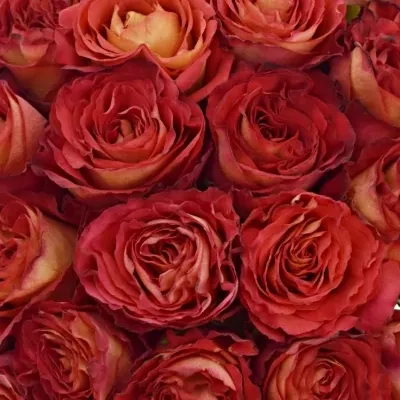 Kytice 35 oranžových růží FINE WINE 40cm